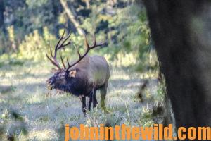 An elk bugles in the field