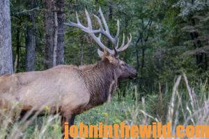 An elk in the field