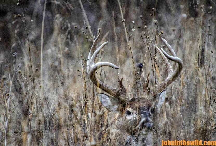 A deer looks out from over some tall grass