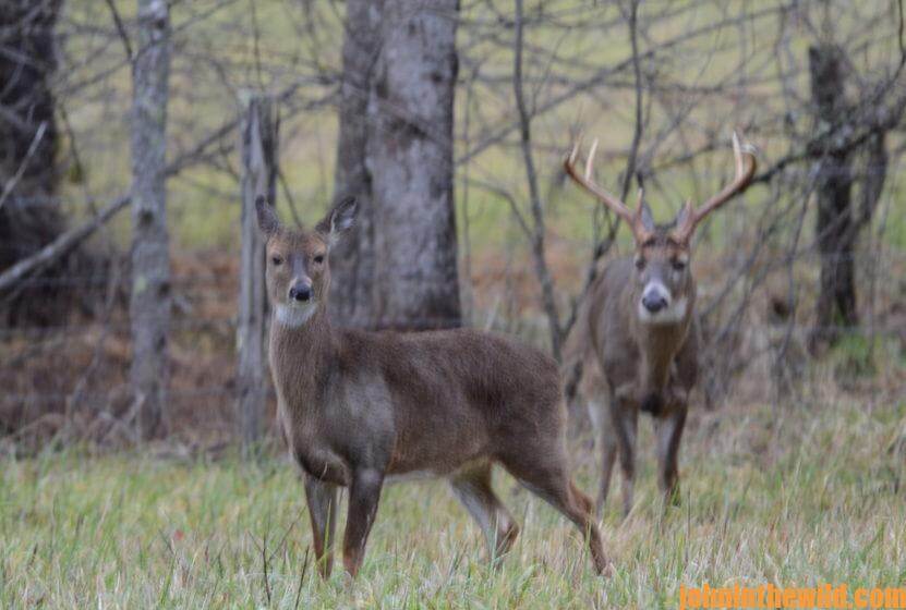Two deer in the field