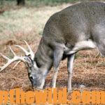 Understand a Deer’s Body Language Day 5: Hunting Calm Deer
