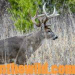 Match Tree Stands and Blinds to Deer Tactics Day 4: Jim Crumley – Tripod Deer Stands