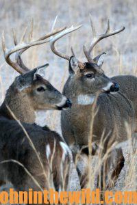 Deer in the field