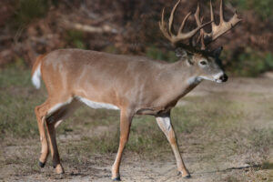 A deer in the field