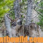 Solve Difficult Bowhunting Deer Problems with Bob Foulkrod Day 2: Taking the Long Shot at Deer