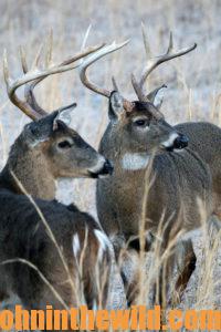 Deer in the field