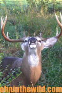 A deer looking upwards