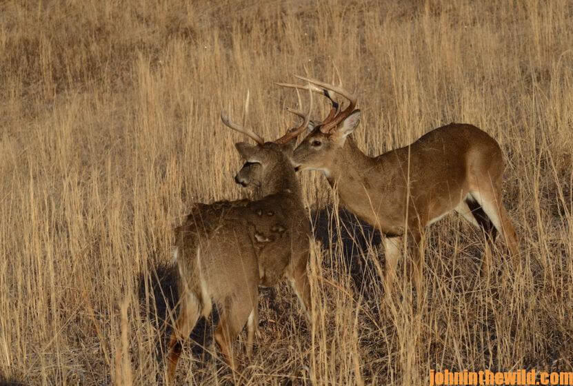 A couple deer in the field