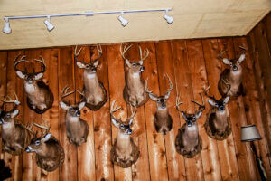 A wall with several mounted deer