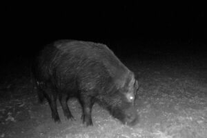 A wild pig caught on camera at night