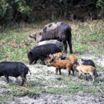 Hunting McKenna Ranch’s  Nighttime Wild Hogs Day 1: Equipment for Taking Nighttime Feral Pigs