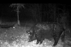 A pig caught on camera at night