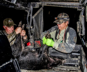 Two hunters retrieve a downed hog
