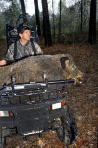 A hunter transporting a downed hog on an ATV