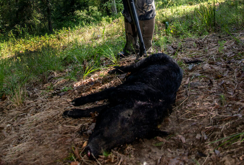 A hunter retrieves his downed pig