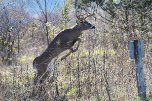 A deer leaps over a fence