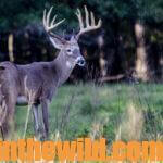 Tips for Taking Big Buck Deer Day 1: Identify Transition Areas of Deer