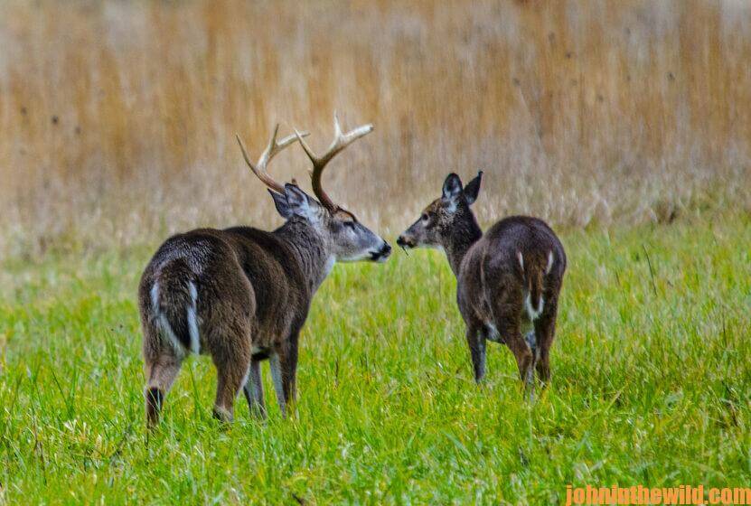 Two deer in the field
