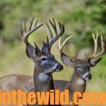 Tips for Taking Big Buck Deer Day 4: Hunt Deer at Water and Crowded Places