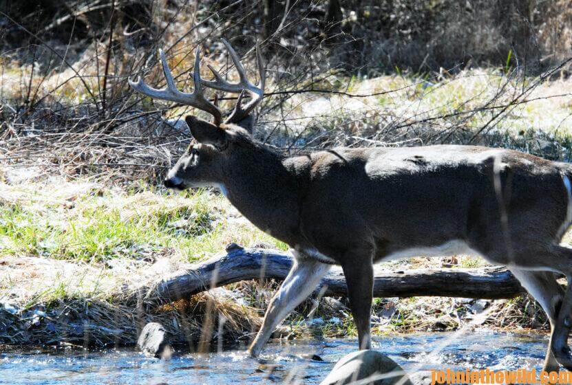 A deer wades through a creek