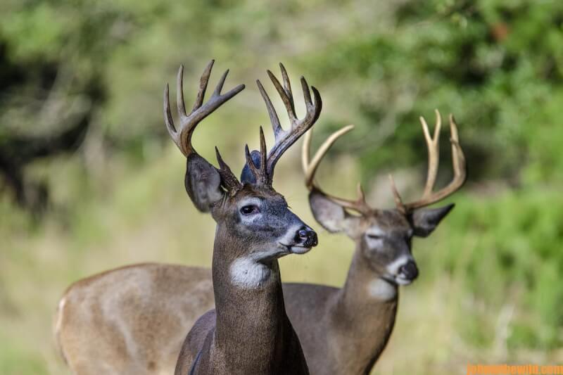 Secrets for Taking Big Buck Deer Day 1: Locate Big, Unknown Buck