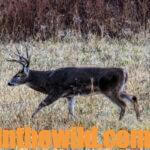 Secrets for Taking Big Buck Deer Day 3: Use GPS and Hunting Aids for Big Bucks