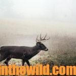 Secrets for Taking Big Buck Deer Day 5: Hunt Roads & Cattle Country for Deer