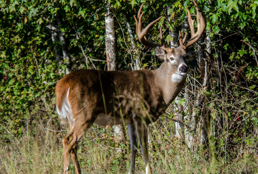 A deer in the field