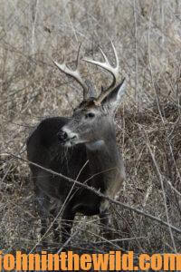 A deer in the field