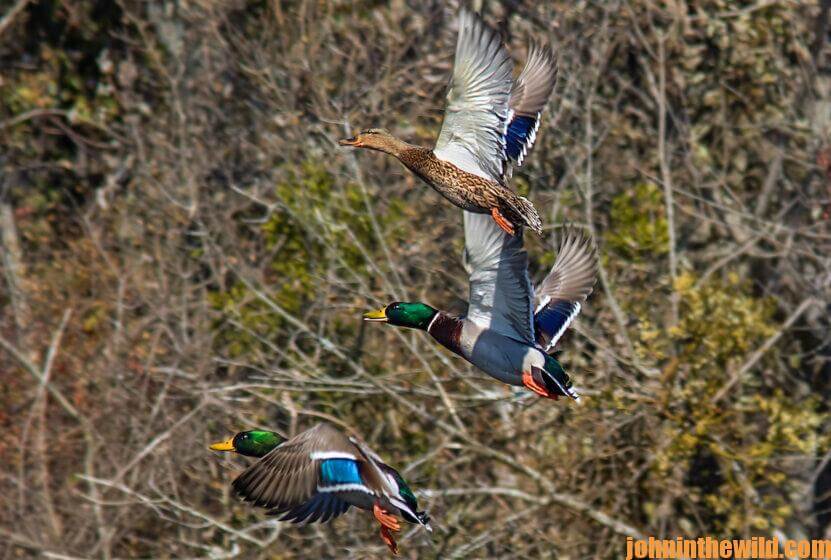 Ducks in the air