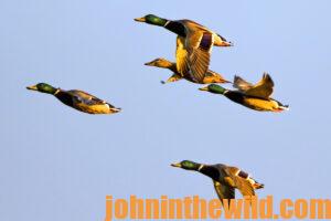 A flock of ducks in the air