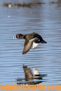 A duck comes in for a landing on the water