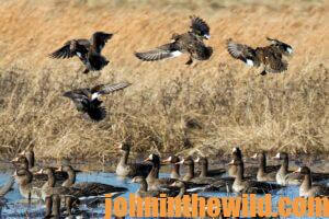 A flock of ducks coming in for a landing on the water