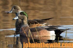 Ducks on the water