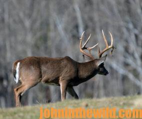 A deer in the field