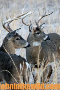 Deer in the field