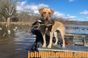 A dog retrieving a duck