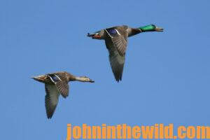 Two ducks fly by against a clear blue sky