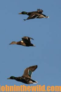 A flock of ducks flies by