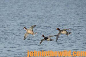 A flock of ducks comes in for a landing on the water