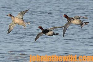 A flock of ducks flies just above the water