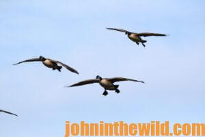 A flock of ducks fly by overhead