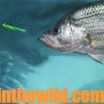 Weigh Crappie Before You Catch Them Day 4: What Equipment’s Essential to Catch Big Crappie?