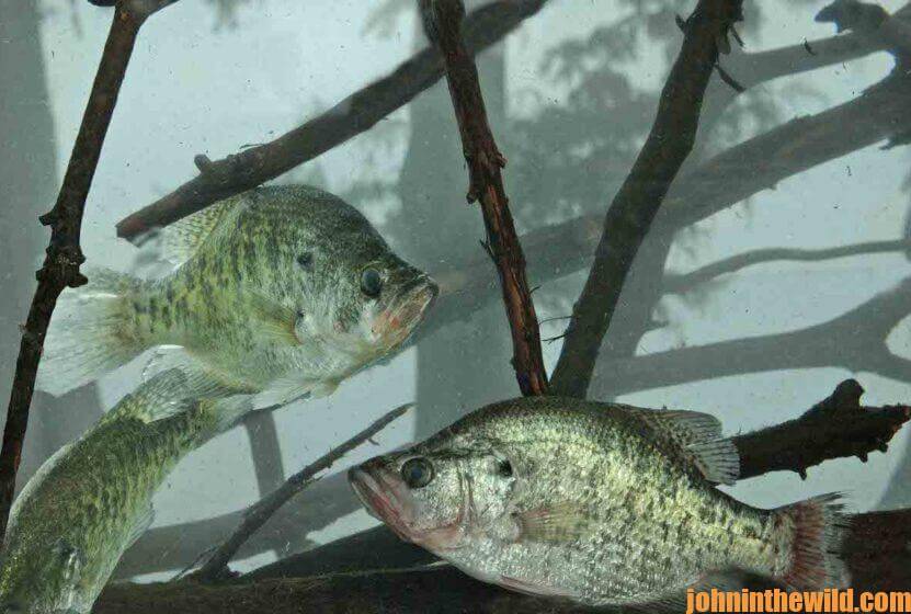 A couple of crappie in the water