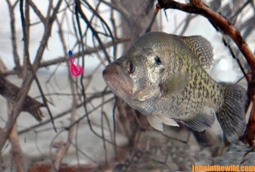 A crappie swims towards a lure