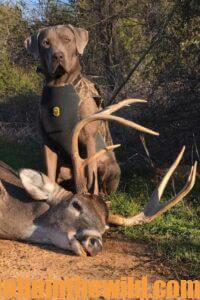 A hunting dog sits next to a downed deer