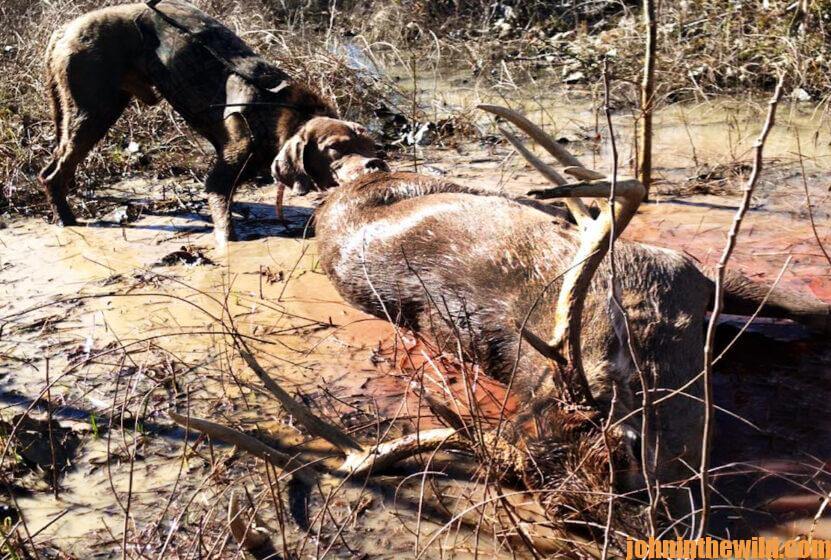 A hunting dog points out a downed deer