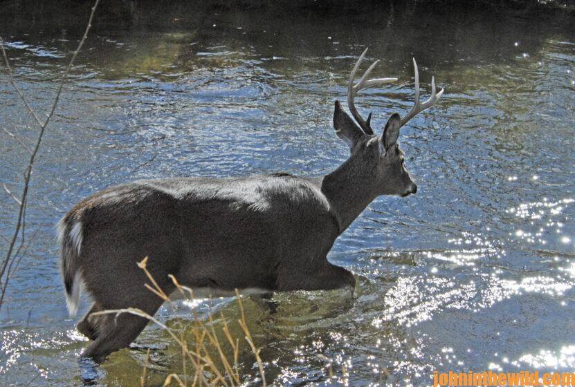 A deer crosses a creek
