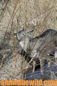 A deer looks up through some tall grasses