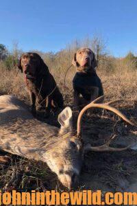 Two trailing dogs locate a downed deer